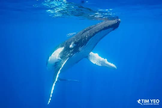 French Polynesia Trip Recap 2021 French Polynesia Trip Recap 2021