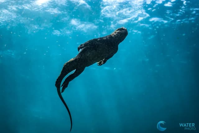 Galapagos 2023 Trip Recap Galapagos 2023 Trip Recap