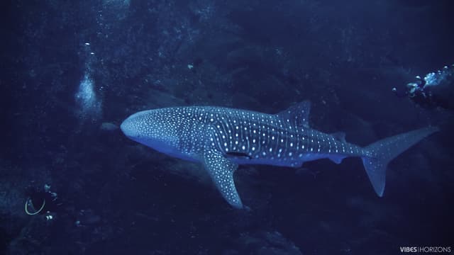 Best Places to Swim or Dive with Whale Sharks: Our Top 6 Best Places to Swim or Dive with Whale Sharks: Our Top 6