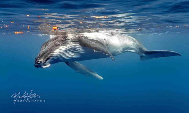 Humpback Whale Trip Report 2024 Humpback Whale Trip Report 2024