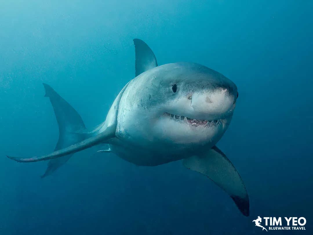 South Australia Great White Shark Trip Recap 2025 - image South Australia Great White Shark Trip Recap 2025 - image