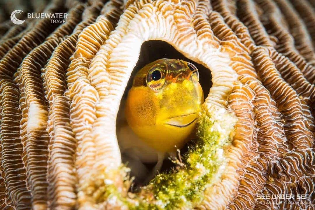 Alor Trip Report 2025 - image Alor Trip Report 2025 - image