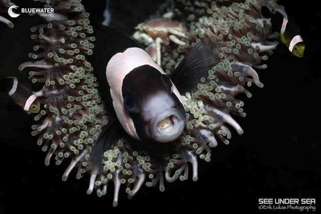 Lembeh Trip Report 2025 Lembeh Trip Report 2025