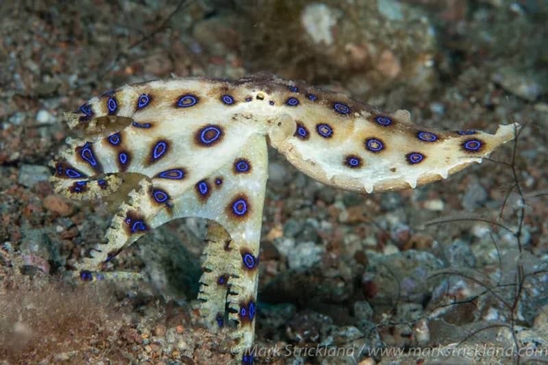 Dumaguete Diving: Philippines Critter Capital and Gateway to Apo Island Reefs Dumaguete Diving: Philippines Critter Capital and Gateway to Apo Island Reefs