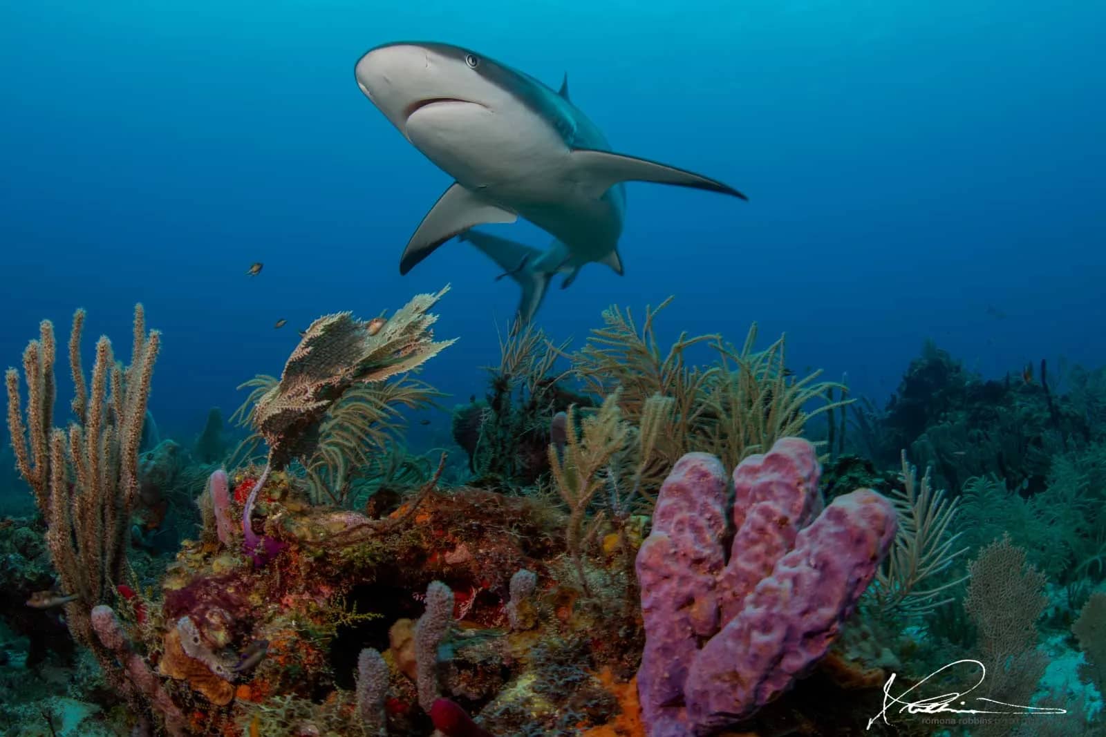 Caribbean Diving in Roatán – Wrecks, Walls, and Reef Critters Caribbean Diving in Roatán – Wrecks, Walls, and Reef Critters