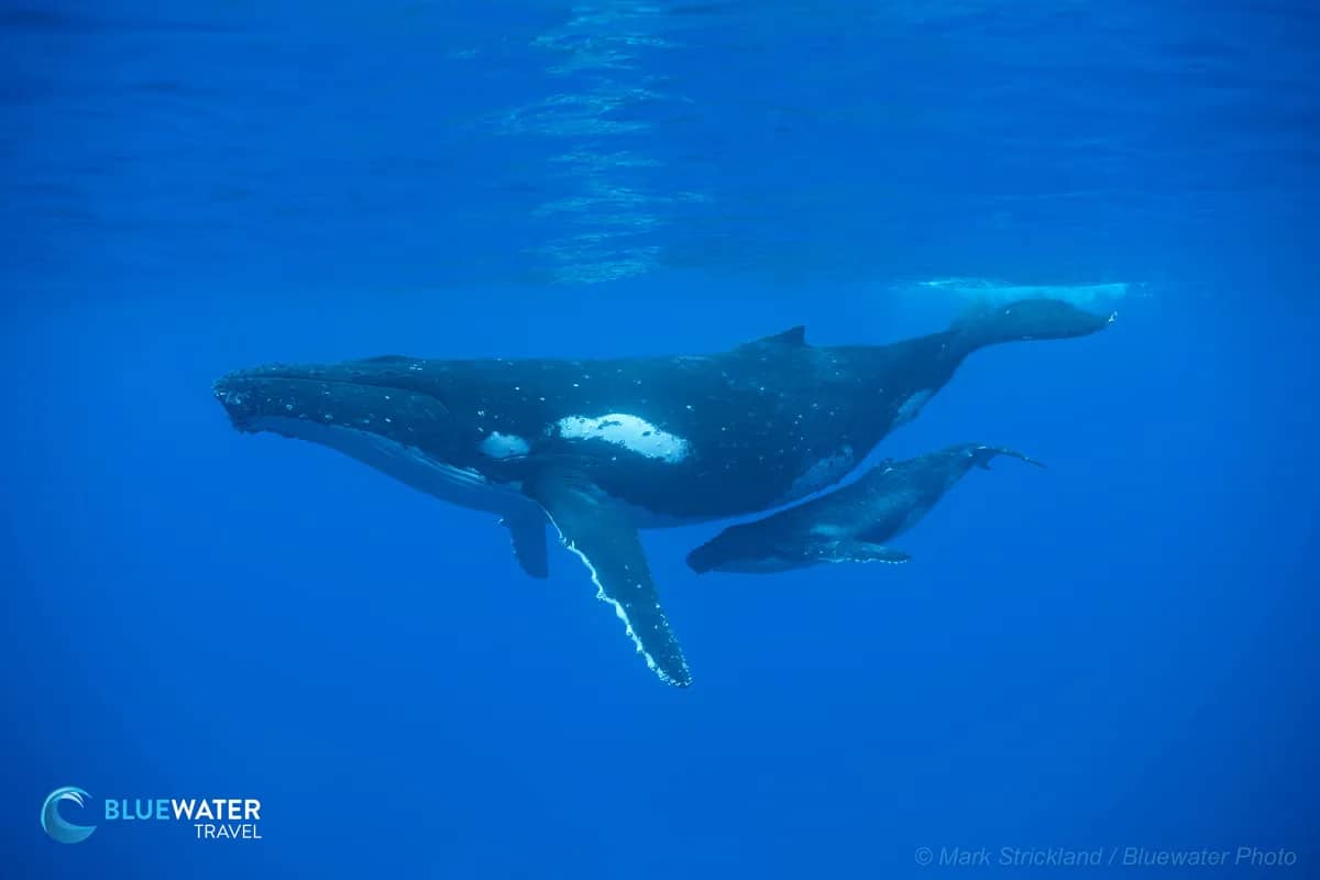 Bluewater Travel's Commitment to Sustainable Marine-Life Encounters Bluewater Travel's Commitment to Sustainable Marine-Life Encounters