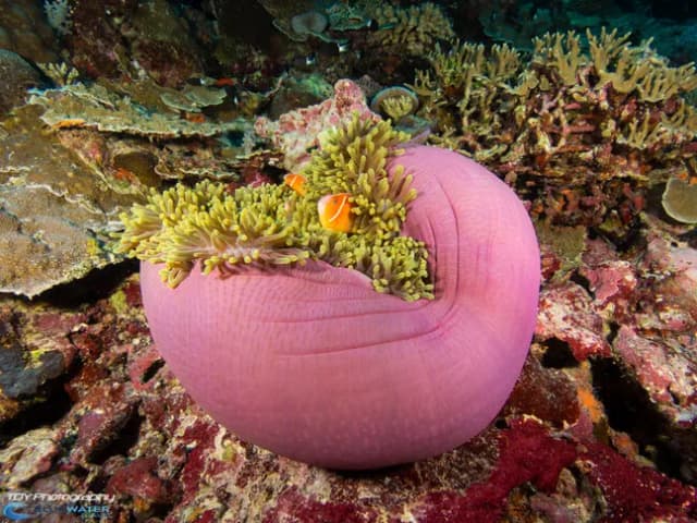 Bluewater Travel and Eco Dive Center Palau Trip Recap Bluewater Travel and Eco Dive Center Palau Trip Recap