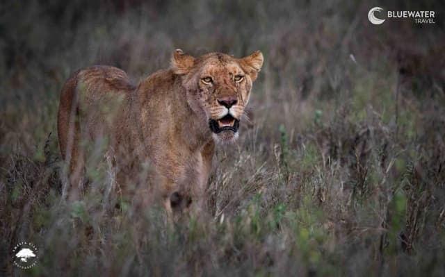 Tanzania Big Game Safari August 2027 Tanzania Big Game Safari August 2027