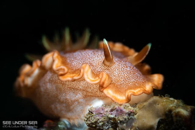 Anilao Philippines Ultimate Photo Workshop Spring 2026 Anilao Philippines Ultimate Photo Workshop Spring 2026