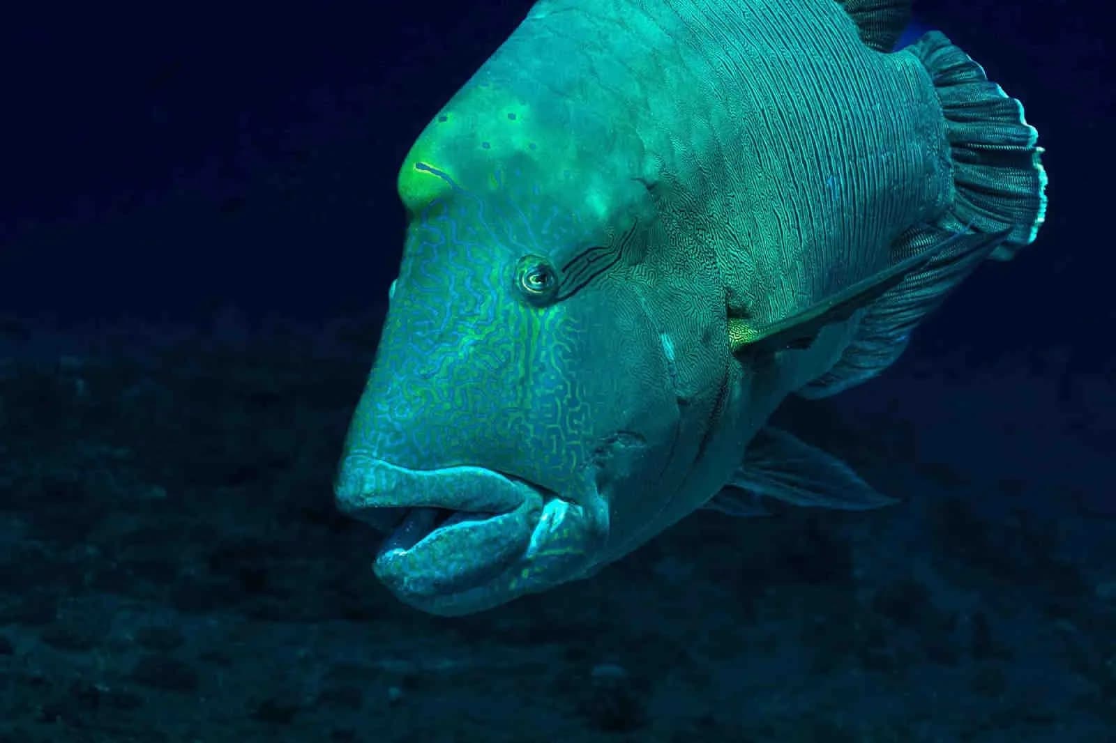 Raja Ampat Raja Ampat