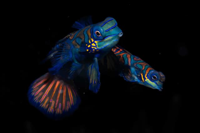 Luxury Philippines Escape To Dumaguete 2027 Luxury Philippines Escape To Dumaguete 2027