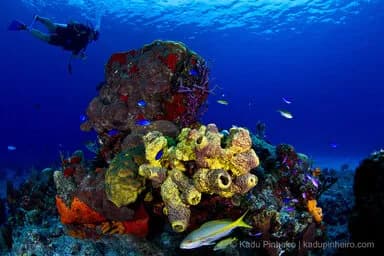 Roatan Diving - image Roatan Diving - image