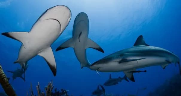 Shark Destinations Shark Destinations