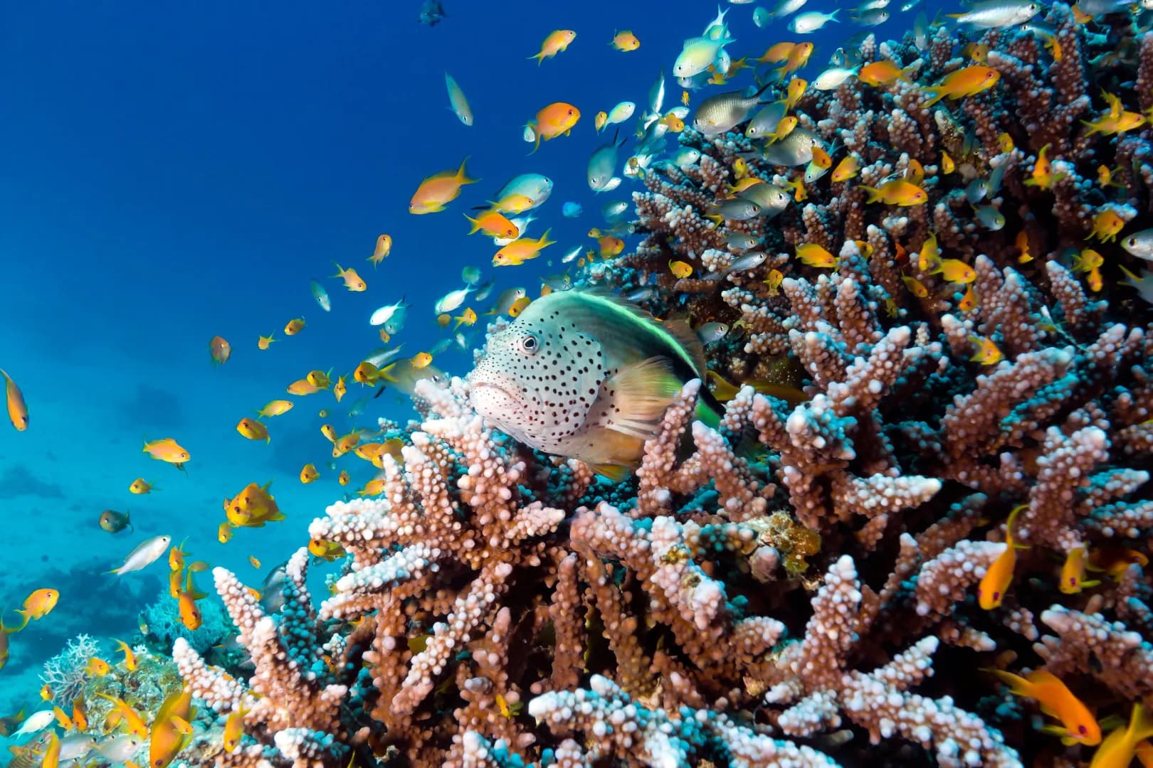 Coral Reef Destinations Coral Reef Destinations