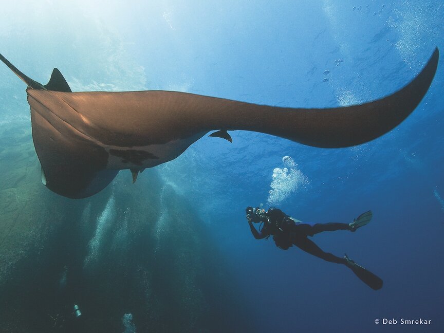 Nautilus Under Sea Bluewater Dive Travel