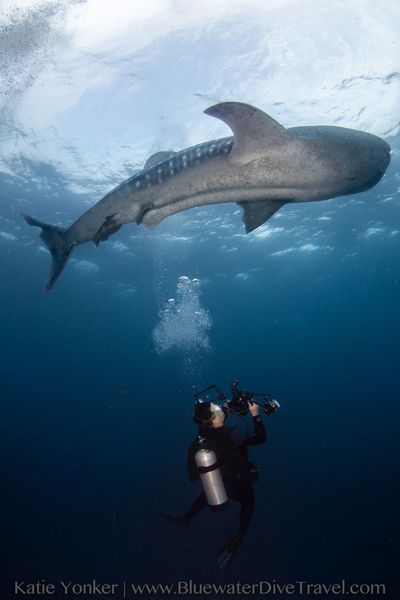 Diving with whale shark in Tubbataha, Philippines