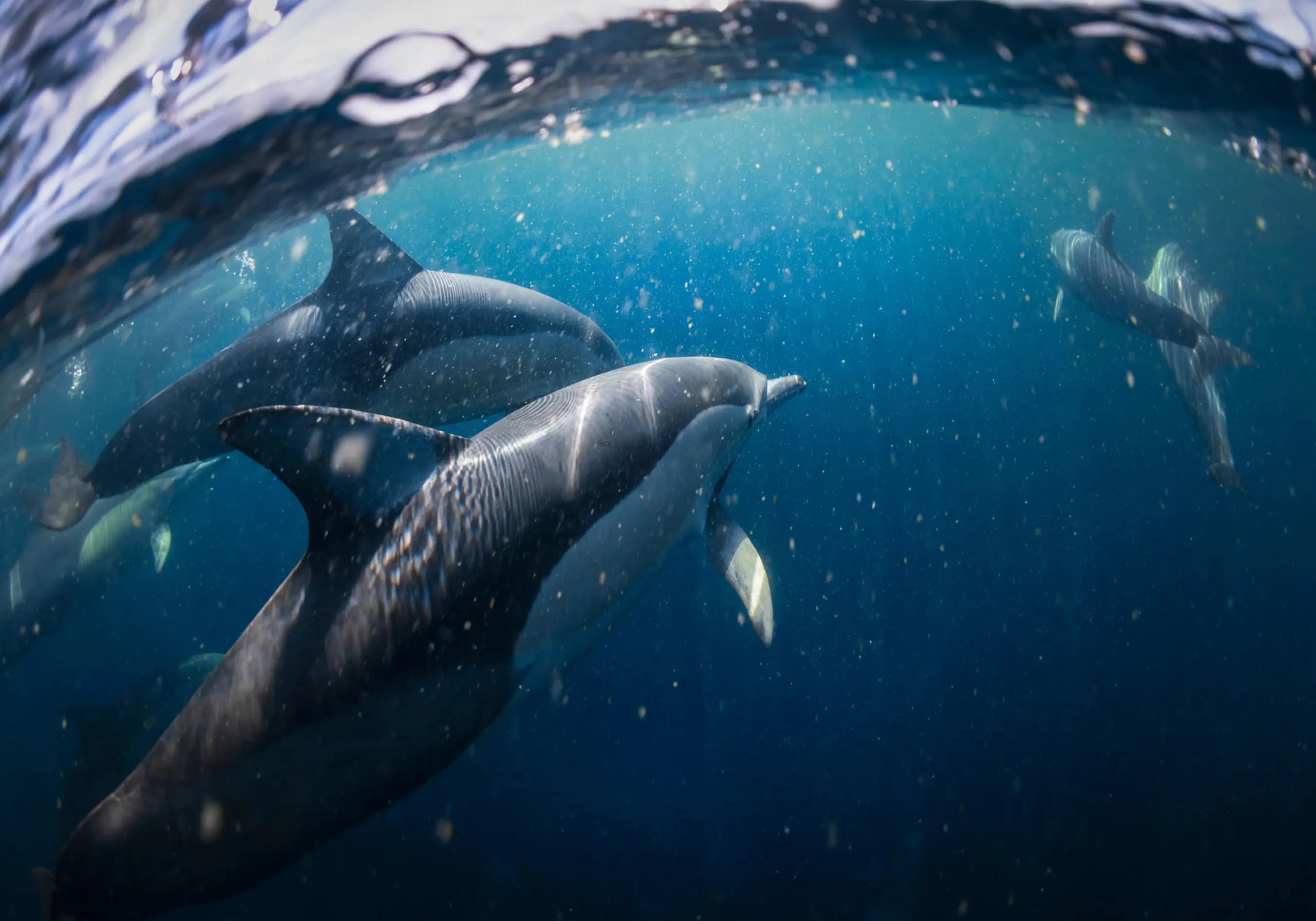 A small pod of dolphins swimming gracefully underwater A small pod of dolphins swimming gracefully underwater