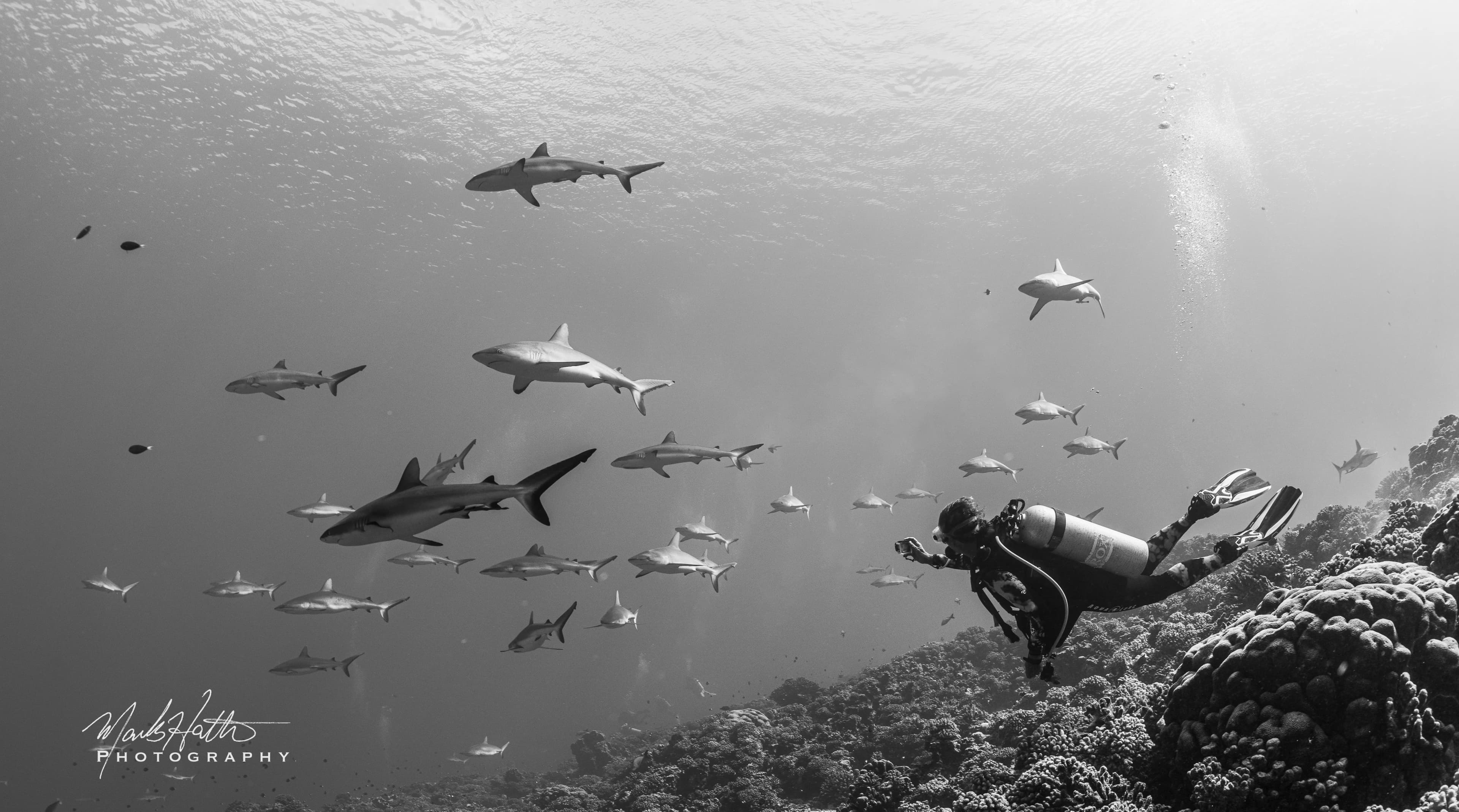 Underwater photograph captures a breathtaking moment of a scuba diver surrounded by a large group of sharks. Underwater photograph captures a breathtaking moment of a scuba diver surrounded by a large group of sharks.