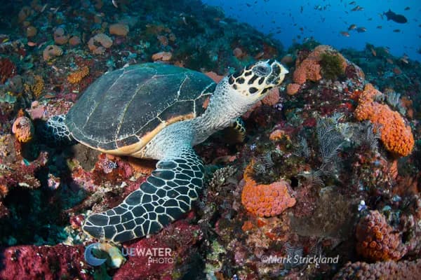 Komodo Diving Trip Report 2017 - image Komodo Diving Trip Report 2017 - image