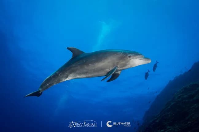 2018 Socorro Trip Report - image 2018 Socorro Trip Report - image