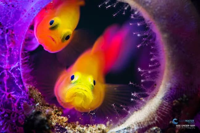 Spring 2018 Anilao Trip Report - image Spring 2018 Anilao Trip Report - image