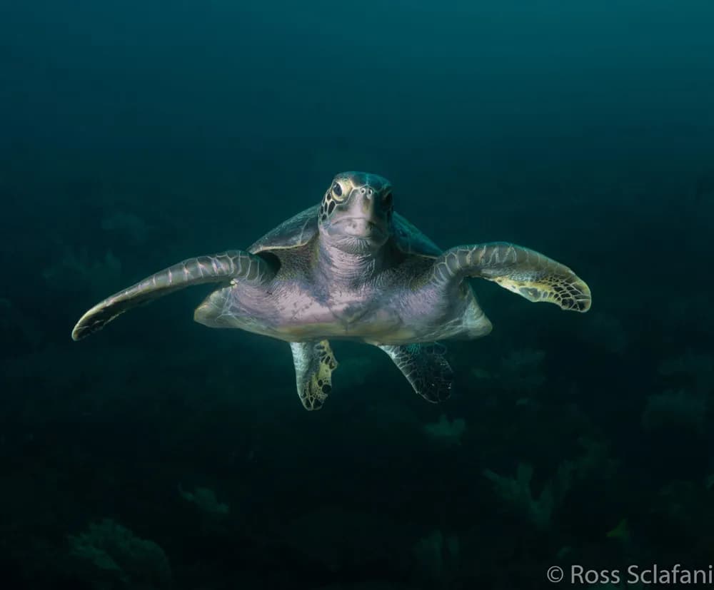 2018 Sea of Cortez Trip Report - image 2018 Sea of Cortez Trip Report - image