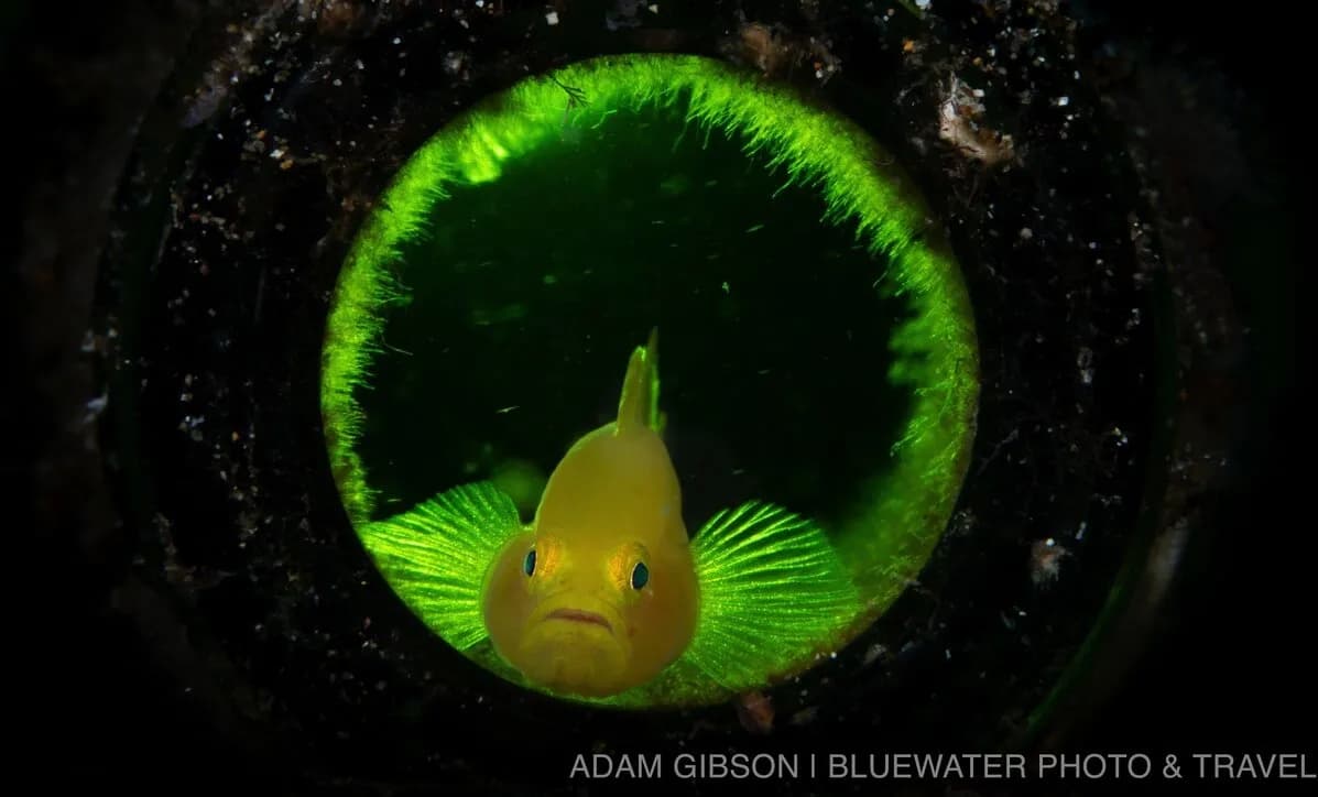 Anilao Guest Photo Essay - image Anilao Guest Photo Essay - image