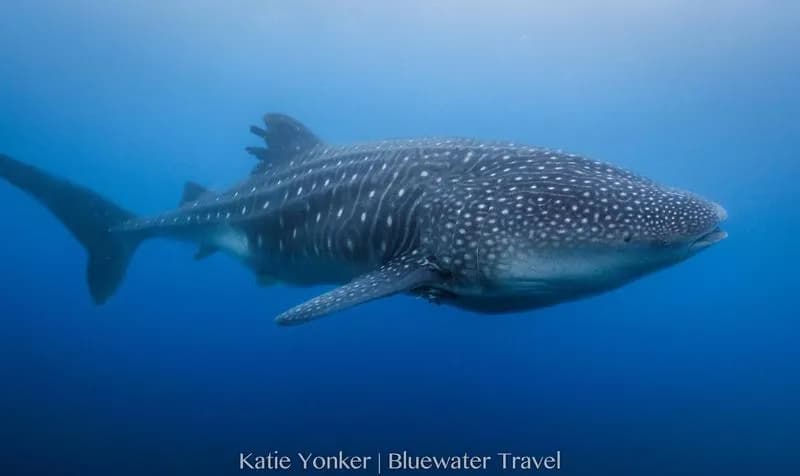 Galapagos Trip Report - May 2018 - image Galapagos Trip Report - May 2018 - image