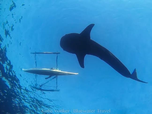 Malapascua & the Visayas Trip Report - February 2019 - image Malapascua & the Visayas Trip Report - February 2019 - image