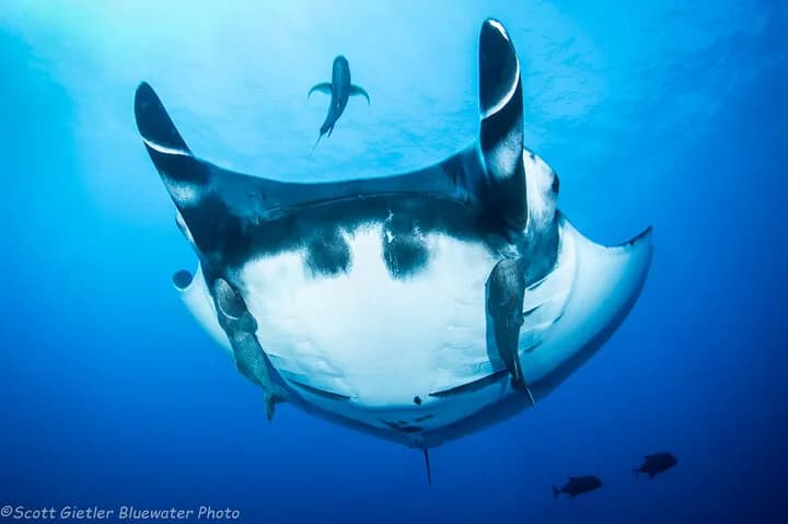 Socorro 2019 Dive Report - Sharks and Manta Rays! - image Socorro 2019 Dive Report - Sharks and Manta Rays! - image