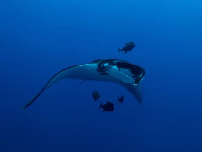 Socorro Dive Report: March 2019 Photo Workshop - image Socorro Dive Report: March 2019 Photo Workshop - image