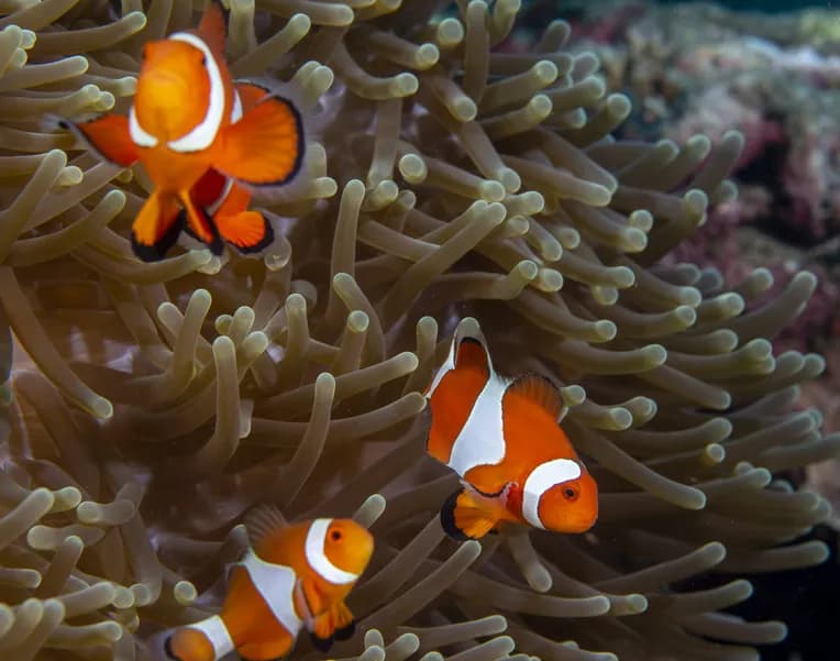 Dumaguete 2019 Dive Report - image Dumaguete 2019 Dive Report - image