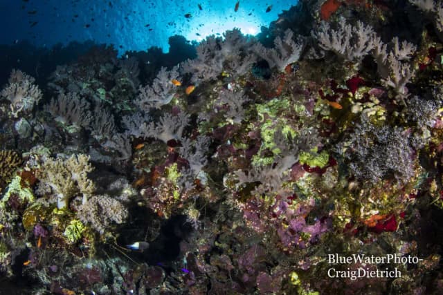 Red Sea Dive Adventure on the Blue Horizon - August 2019 Red Sea Dive Adventure on the Blue Horizon - August 2019