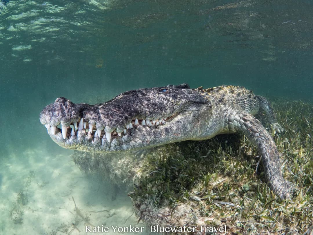 Mexico Crocs & Cenotes Trip Report - August 2019 - image Mexico Crocs & Cenotes Trip Report - August 2019 - image