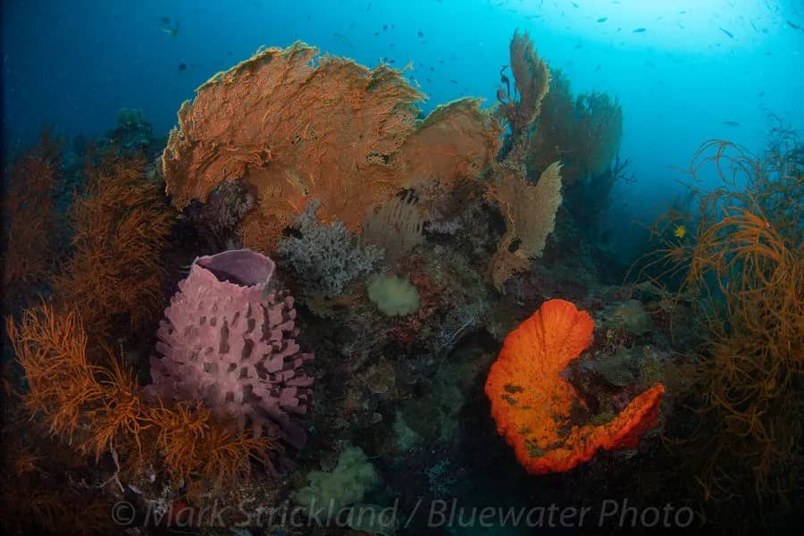 Papua New Guinea Trip Report - Oct/Nov 2019 Papua New Guinea Trip Report - Oct/Nov 2019