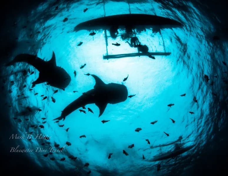 Best of Visayas Trip Report February 2020 - image Best of Visayas Trip Report February 2020 - image