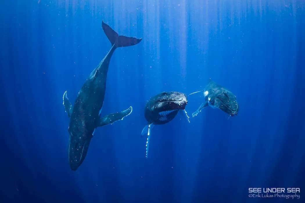 2020 Moorea Trip Report - image 2020 Moorea Trip Report - image