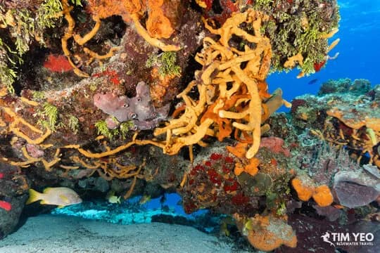 Cozumel Trip Recap February 2021 - image Cozumel Trip Recap February 2021 - image