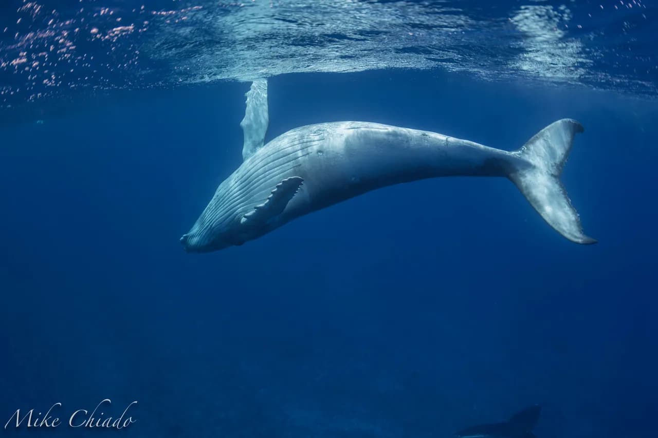 Moorea Whale Snorkeling Trip Report 2021 - image Moorea Whale Snorkeling Trip Report 2021 - image