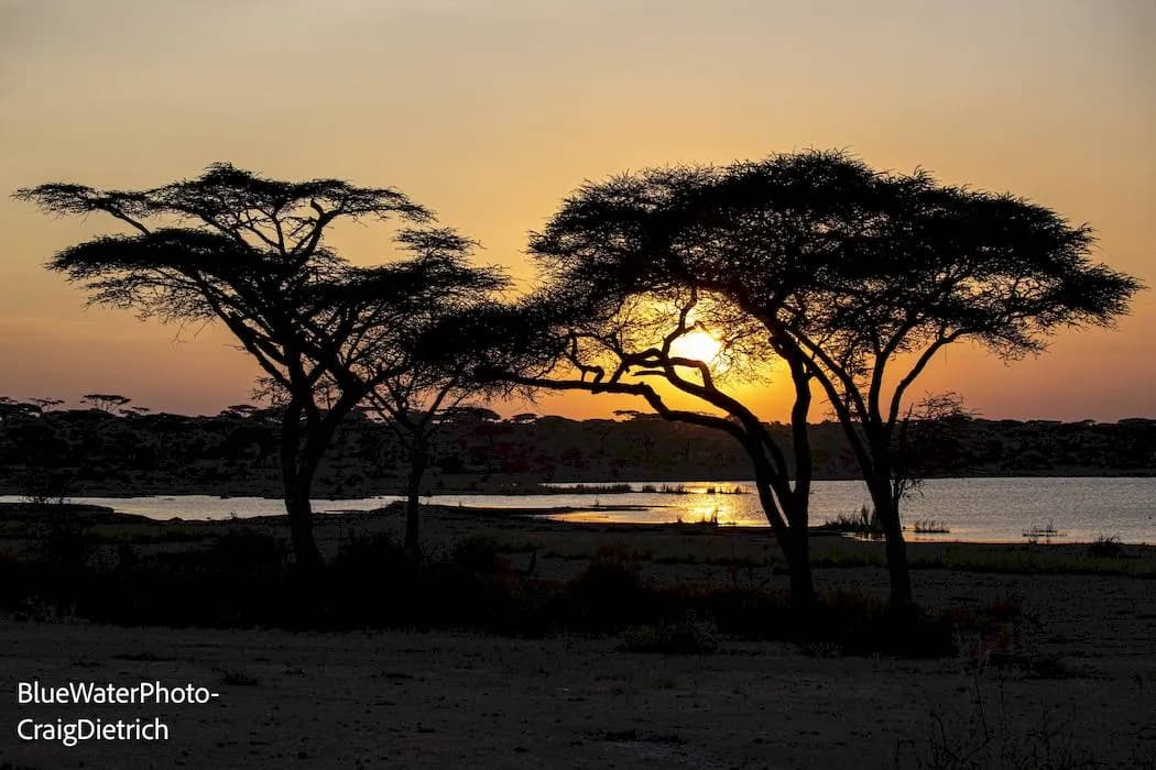 Tanzania Big Game Safari Trip Report 2021 - image Tanzania Big Game Safari Trip Report 2021 - image