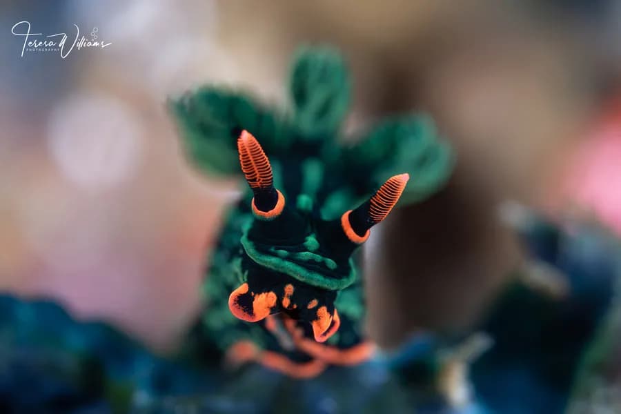 Anilao Trip Report Spring 2022 - image Anilao Trip Report Spring 2022 - image