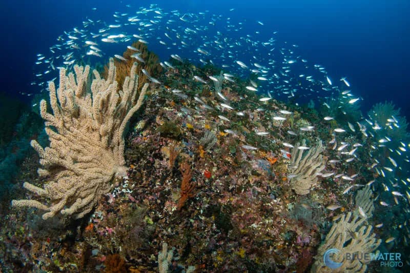 Sea of Cortez Trip Report 2022 - image Sea of Cortez Trip Report 2022 - image