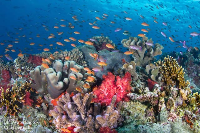 Fiji Trip Report October 2022 Fiji Trip Report October 2022