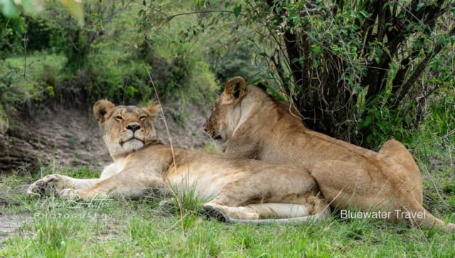 Tanzania Big Game Safari Trip Report October 2022 Tanzania Big Game Safari Trip Report October 2022