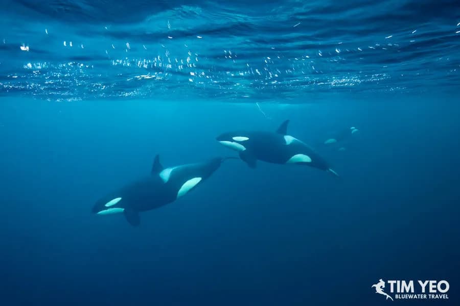 Iceland and Norway Trip Recap November 2022 - image Iceland and Norway Trip Recap November 2022 - image