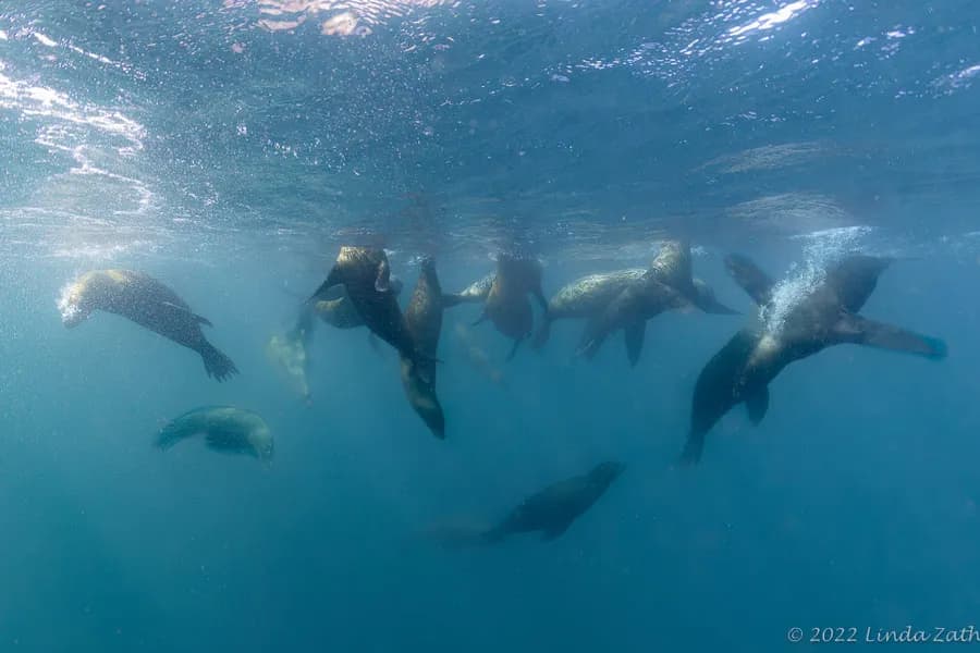 Explore Baja, Sea of Cortez, Trip Report 2022 - image Explore Baja, Sea of Cortez, Trip Report 2022 - image