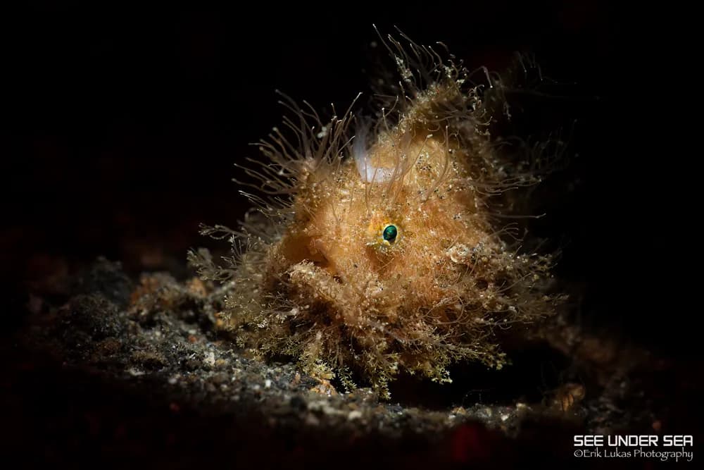 Lembeh Trip Report September 2022 - image Lembeh Trip Report September 2022 - image
