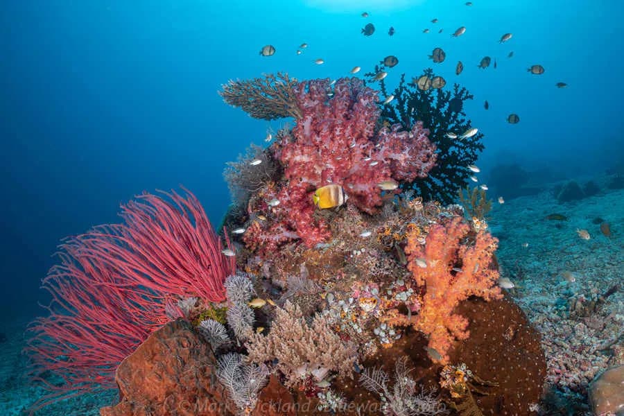 Triton Bay & Banda Sea 2023 Trip Recap - image Triton Bay & Banda Sea 2023 Trip Recap - image