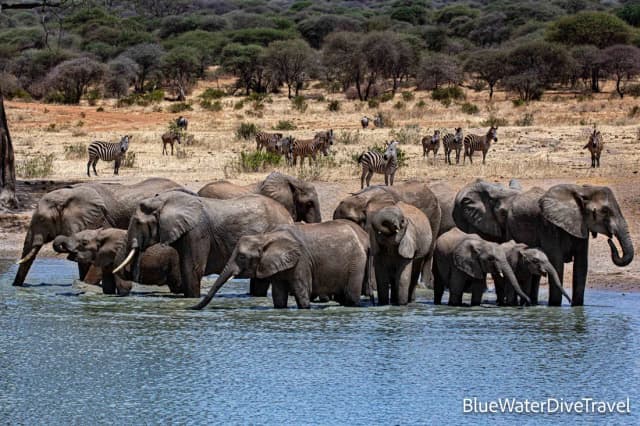 Tanzania Big Game Safari Trip Report August 2023 Tanzania Big Game Safari Trip Report August 2023