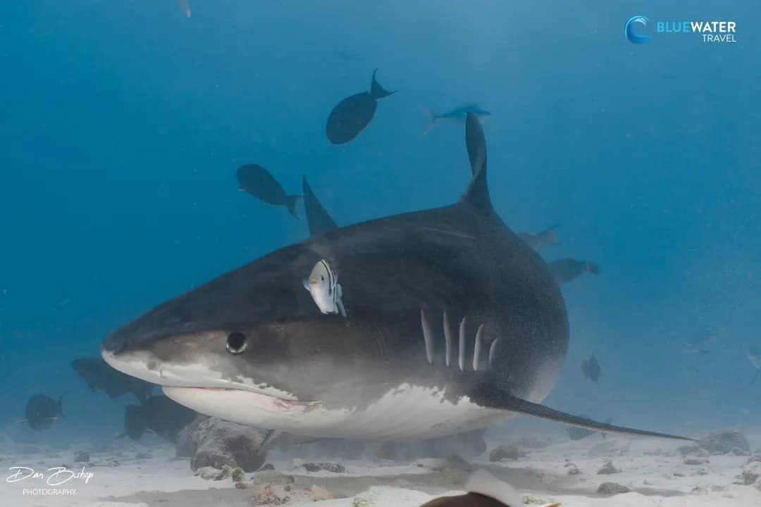 Diving the Maldives Southern Atolls - 2024 Trip Recap - image Diving the Maldives Southern Atolls - 2024 Trip Recap - image